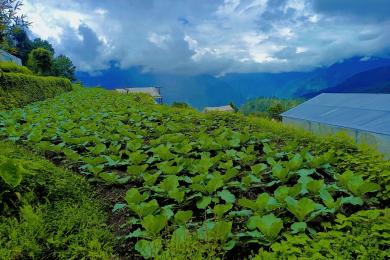 म्याग्दीको टिकोट तरकारी पकेट क्षेत्र
